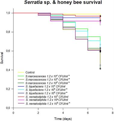 Vairimorpha (Nosema) ceranae can promote Serratia development in honeybee gut: an underrated threat for bees?